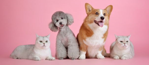 Cuida a tu Mascota: Perros y Gatos