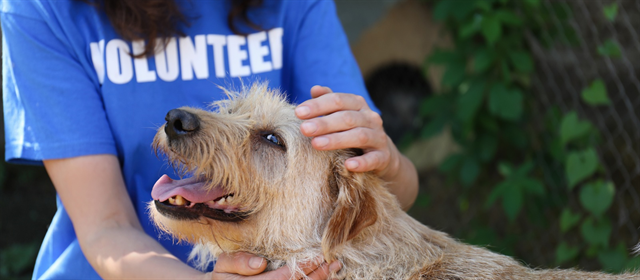 Técnicas de Socialización y Manejo de Animales en Voluntariado 