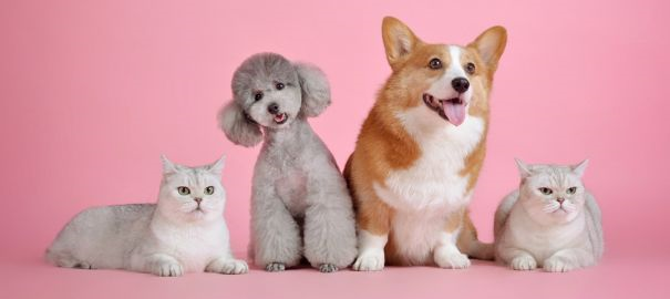 Cuida a tu Mascota: Perros y Gatos