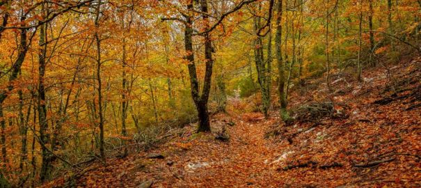 Ruta de Senderismo Hayedo de la Pedrosa