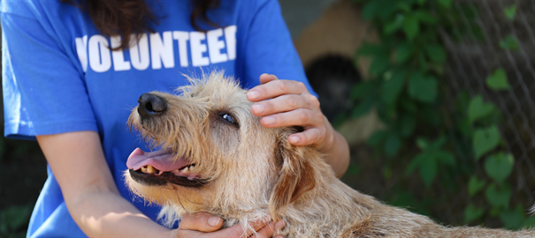 Técnicas de Socialización y Manejo de Animales en Voluntariado 