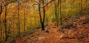 Ruta de Senderismo Hayedo de la Pedrosa