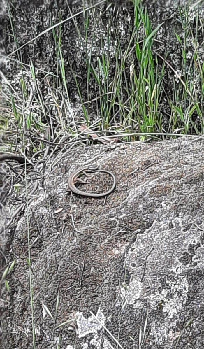 Ruta Navalagamella Ruta Navalagamella